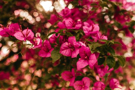 Bougainvillea Blossom Glory — 400-piece jigsaw puzzle