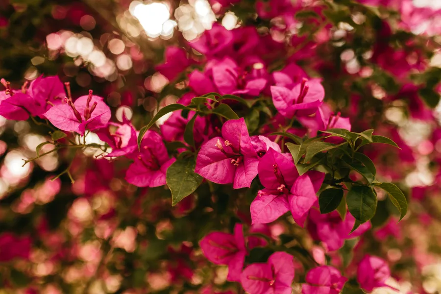 Bougainvillea Blossom Glory — 400-piece jigsaw puzzle