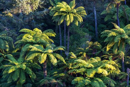 Lush Fern Grove — 150-piece jigsaw puzzle