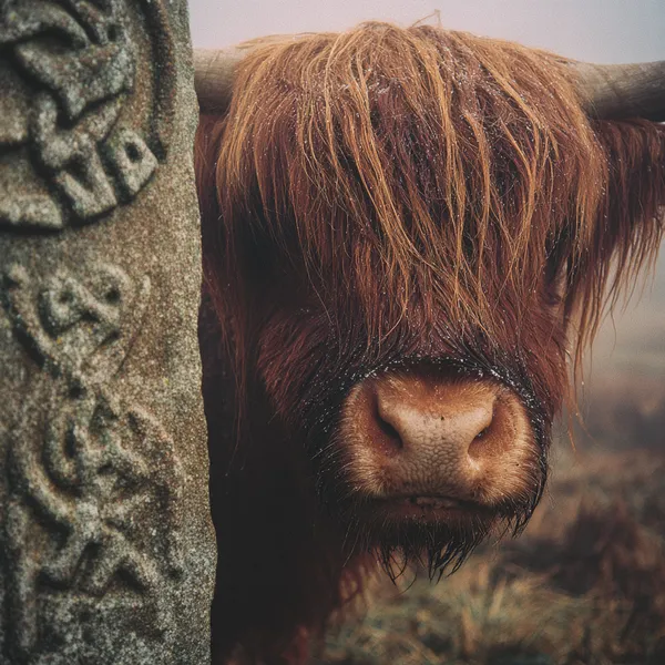 Sapi Highland dan batu rune — puzzle 64 potong