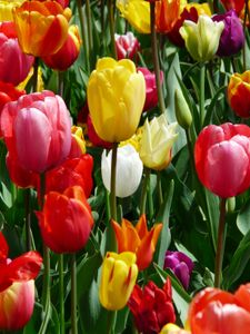 Vibrant Tulip Garden — 300-piece jigsaw puzzle