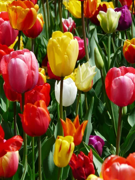 Vibrant Tulip Garden — 300-piece jigsaw puzzle