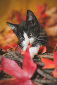 Kitten and Autumn Leaves — 150-piece jigsaw puzzle