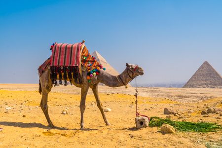Camel by Pyramids — 200-piece jigsaw puzzle