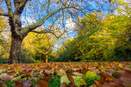 Golden Autumn Canopy — 100-piece jigsaw puzzle