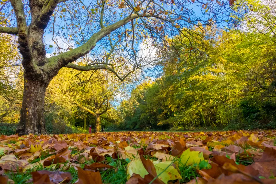 Golden Autumn Canopy — 100-piece jigsaw puzzle