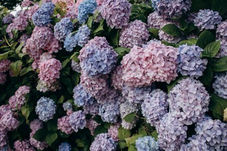Blossoming Hydrangeas — 100-piece jigsaw puzzle