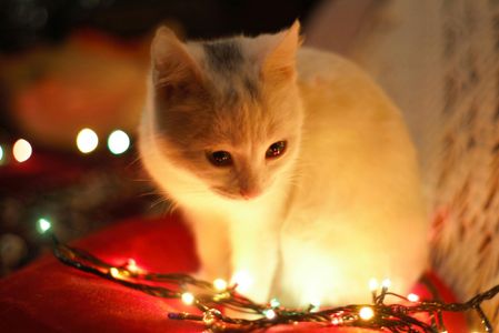 Kitten Among Lights — 400-piece jigsaw puzzle