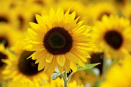 Sunflower Radiance — 200-piece jigsaw puzzle