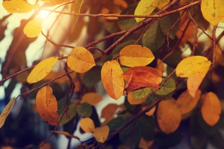 Golden Autumn Leaves — 100-piece jigsaw puzzle