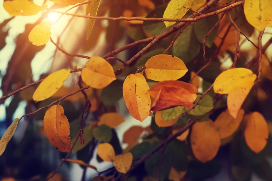Golden Autumn Leaves — 100-piece jigsaw puzzle