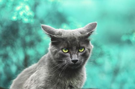Emerald-Eyed Cat — 100-piece jigsaw puzzle