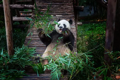 Playful Panda Feast — 300-piece jigsaw puzzle