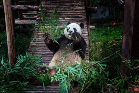 Playful Panda Feast — 300-piece jigsaw puzzle