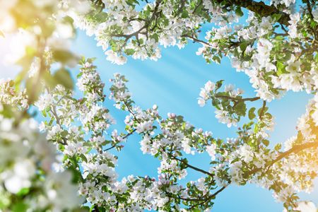 Spring Blossom Canopy — 100-piece jigsaw puzzle