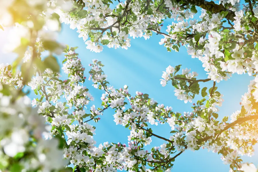 Spring Blossom Canopy — 100-piece jigsaw puzzle