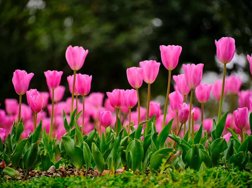 Vibrant Pink Tulips — 150-piece jigsaw puzzle