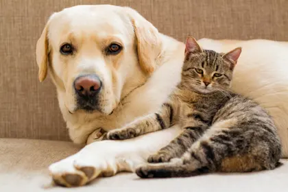 Peaceful Companions — 200-piece jigsaw puzzle