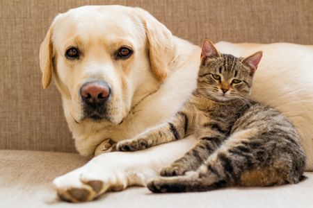 Peaceful Companions — 200-piece jigsaw puzzle