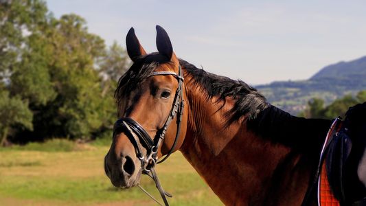 Majestic Horse Portrait — 300-piece jigsaw puzzle