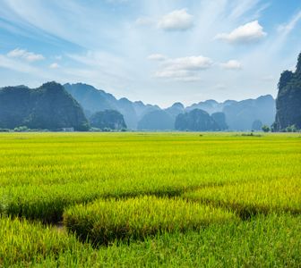 Verdant Rice Fields — 300-piece jigsaw puzzle