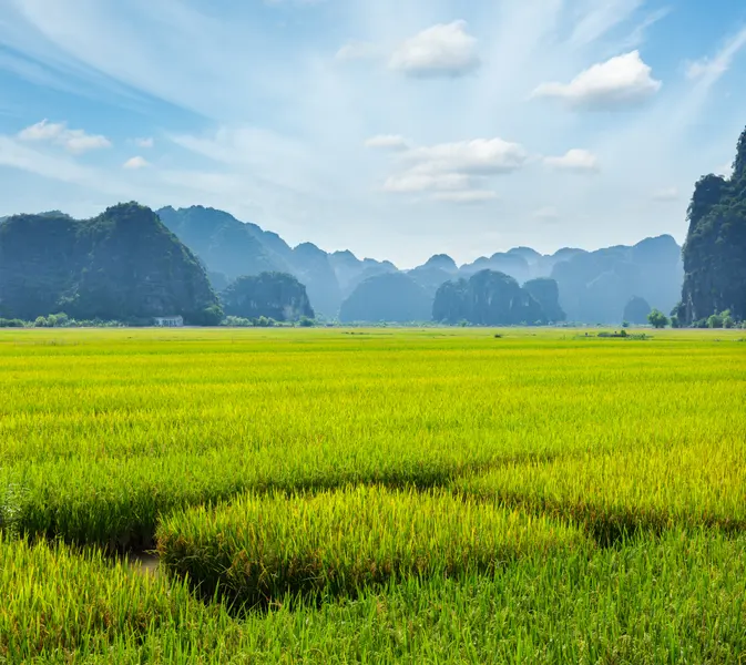 Verdant Rice Fields — 300-piece jigsaw puzzle