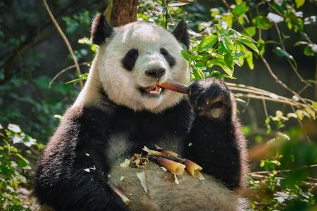 Panda Enjoying Bamboo — 100-piece jigsaw puzzle