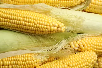 Golden Corn Bounty — 100-piece jigsaw puzzle