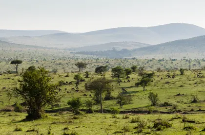 Serenity of the Savanna — 300-piece jigsaw puzzle