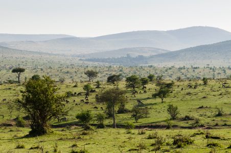Serenity of the Savanna — 300-piece jigsaw puzzle