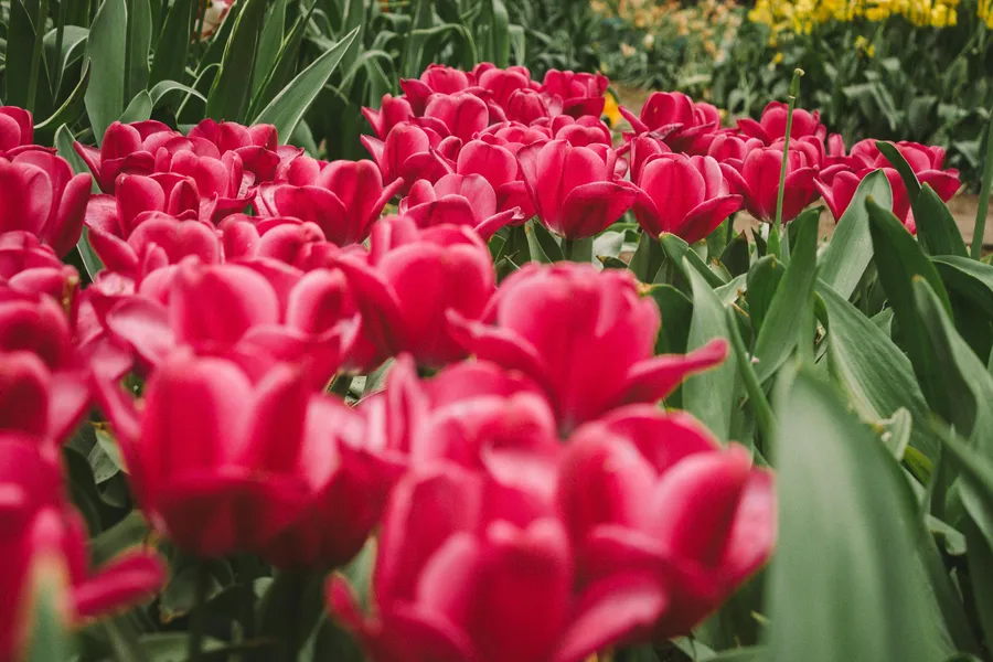 Zářivá zahrada tulipánů — 200 dílné puzzle