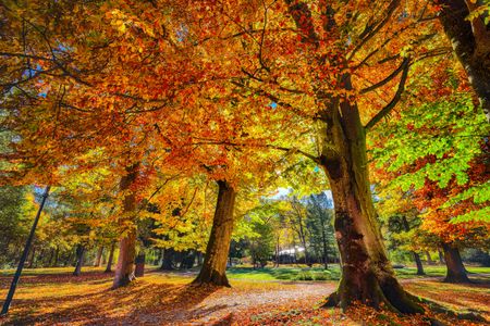 Autumn's Golden Splendor — 100-piece jigsaw puzzle