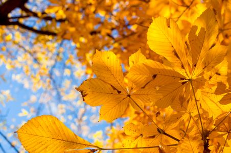 Golden Autumn Glow — 300-piece jigsaw puzzle