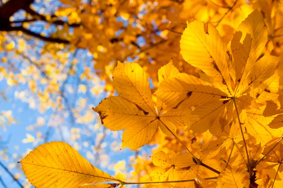 Golden Autumn Glow — 300-piece jigsaw puzzle