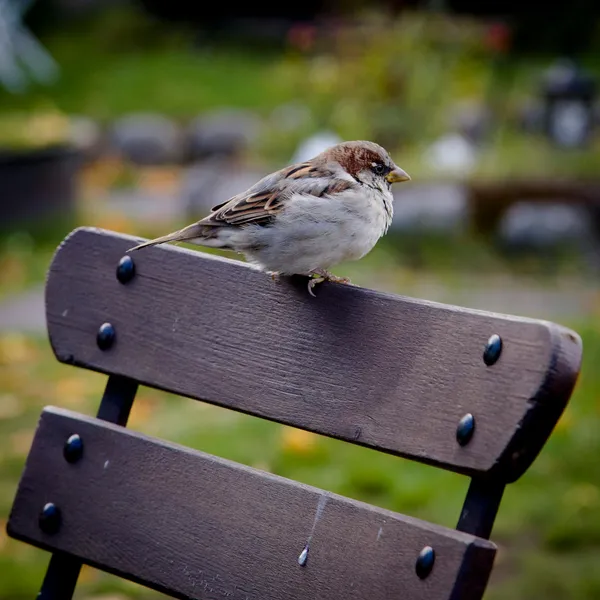 Spatz auf einem Stuhl — 150-Teile-Puzzle
