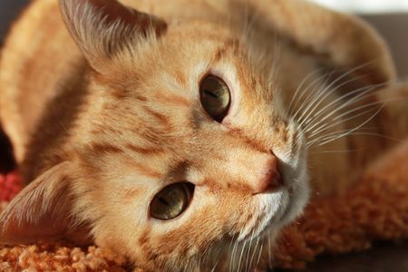 Warm Ginger Cat — 64-piece jigsaw puzzle