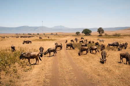 Savannah Wildlife Gathering — 150-piece jigsaw puzzle