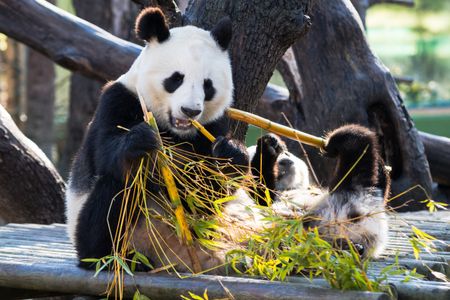 Pandas Enjoying Bamboo — 100-piece jigsaw puzzle