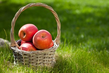 Harvest Apples in Basket — 300-piece jigsaw puzzle