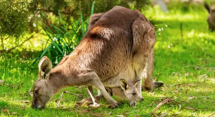 Kangaroo and Joey — 100-piece jigsaw puzzle
