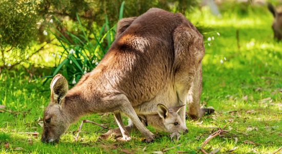 Kangaroo and Joey — 100-piece jigsaw puzzle