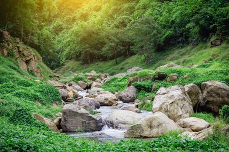 Serene Forest Stream — 100-piece jigsaw puzzle