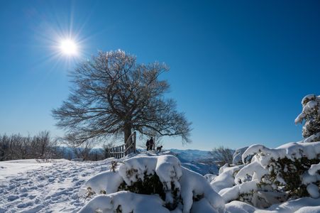Winter Sunlit Path — 200-piece jigsaw puzzle
