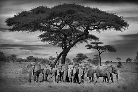 Elephants Under Acacia — 300-piece jigsaw puzzle