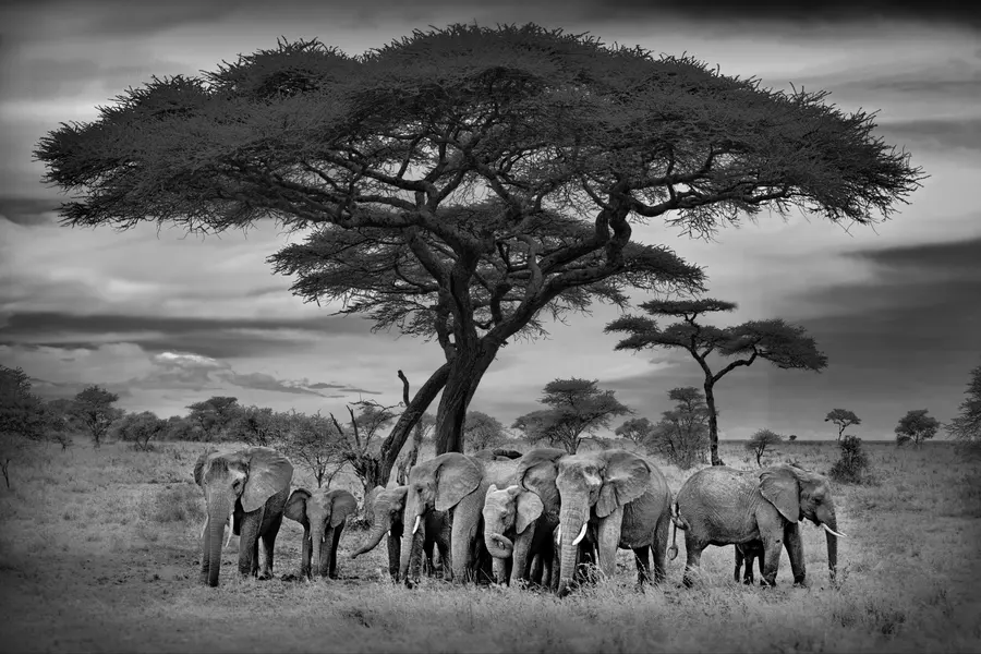 Elephants Under Acacia — 300-piece jigsaw puzzle