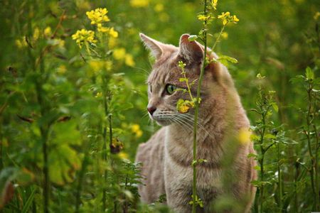 Cat in Wildflowers — 64-piece jigsaw puzzle