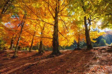 Golden Autumn Forest — 400-piece jigsaw puzzle