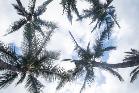 Tropical Sky View — 300-piece jigsaw puzzle