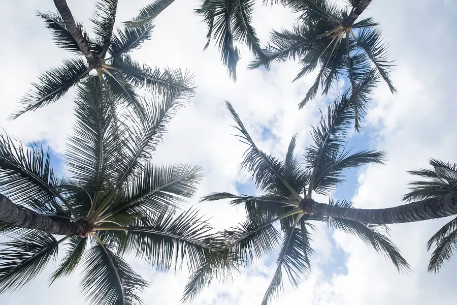 Tropical Sky View — 300-piece jigsaw puzzle