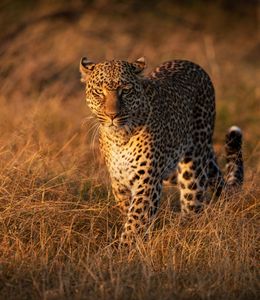 Leopard in Golden Light — 300-piece jigsaw puzzle